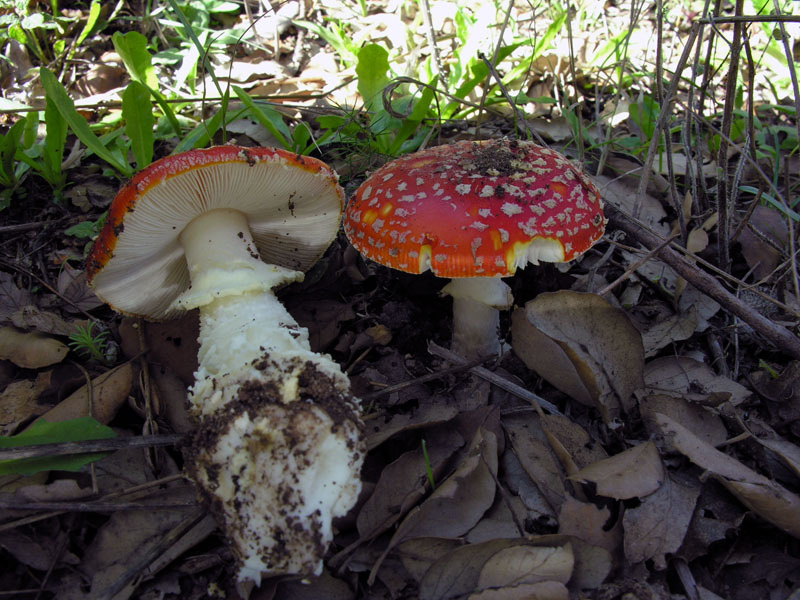 Amanita muscaria